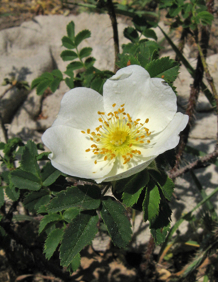 Image of Rosa spinosissima specimen.