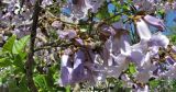 Paulownia tomentosa. Соцветия. Украина. Одесса, в озеленении. 09.05.2013.