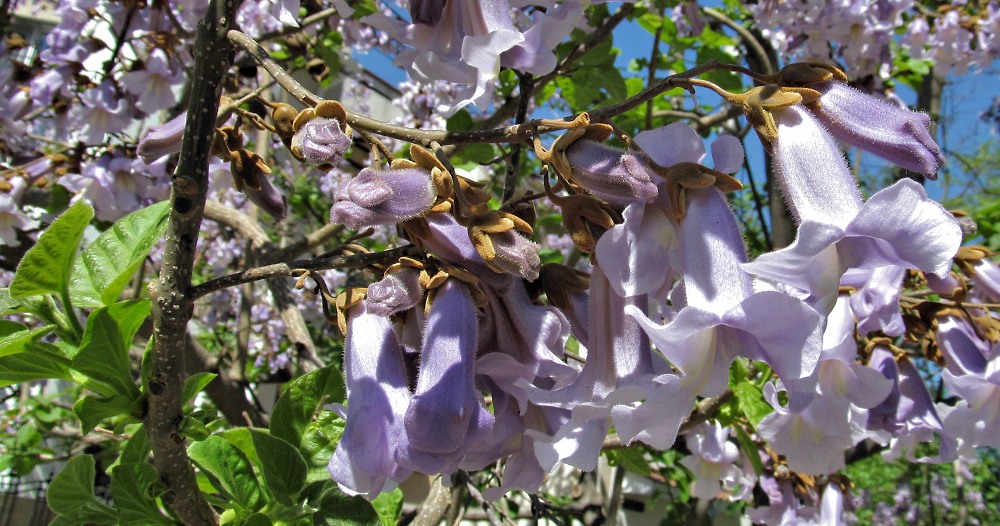 Image of Paulownia tomentosa specimen.