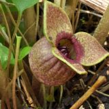 Asarum sieboldii