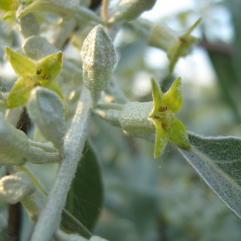 Image of Elaeagnus angustifolia specimen.