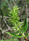 Salix myrsinifolia