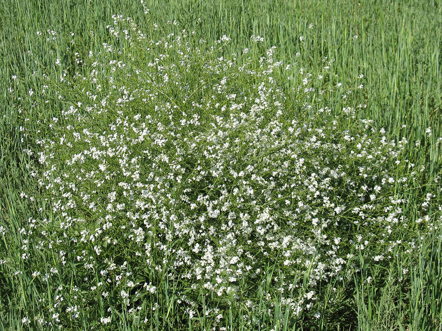 Image of Crambe kotschyana specimen.