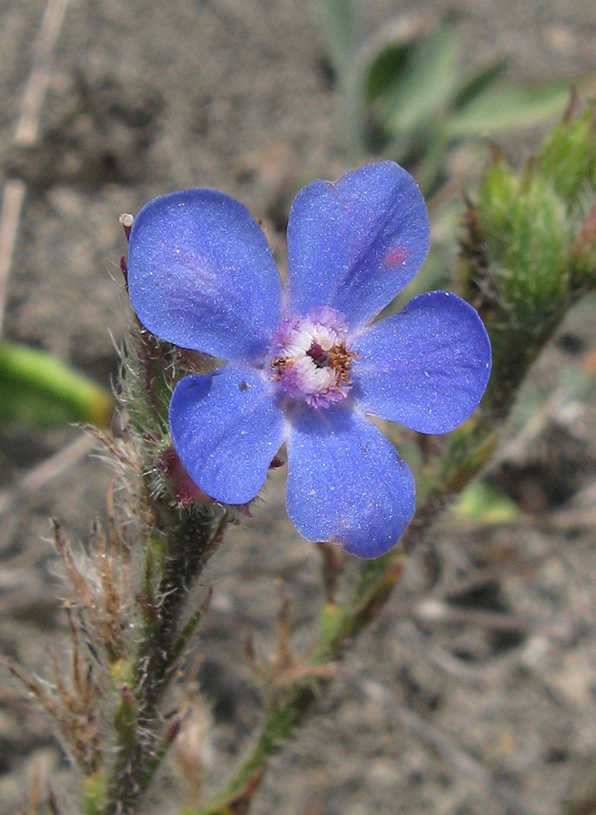 Изображение особи Anchusa azurea.