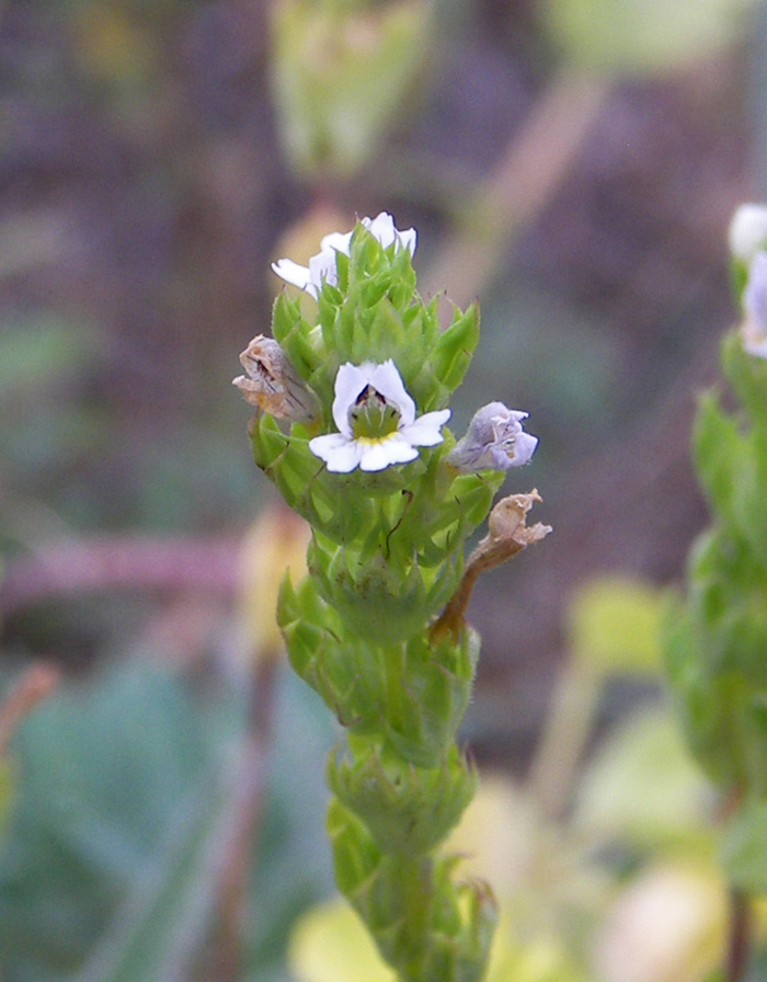 Изображение особи Euphrasia pectinata.