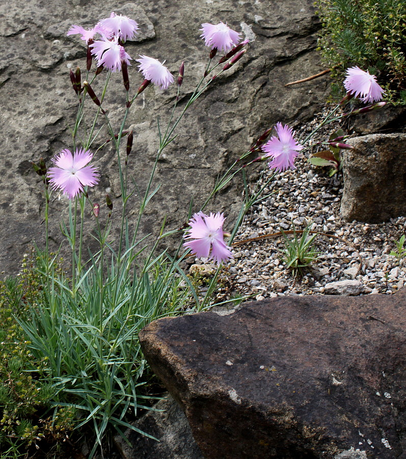 Image of genus Dianthus specimen.