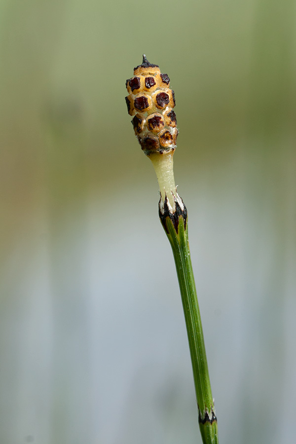 Изображение особи Equisetum variegatum.