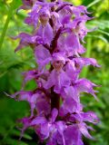 Orchis subspecies speciosa