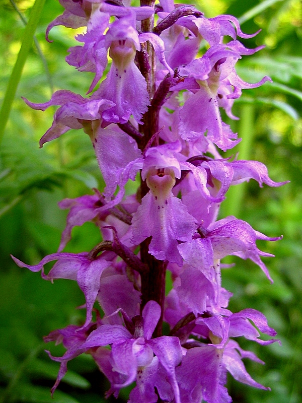 Image of Orchis mascula ssp. speciosa specimen.