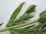 род Rhinanthus
