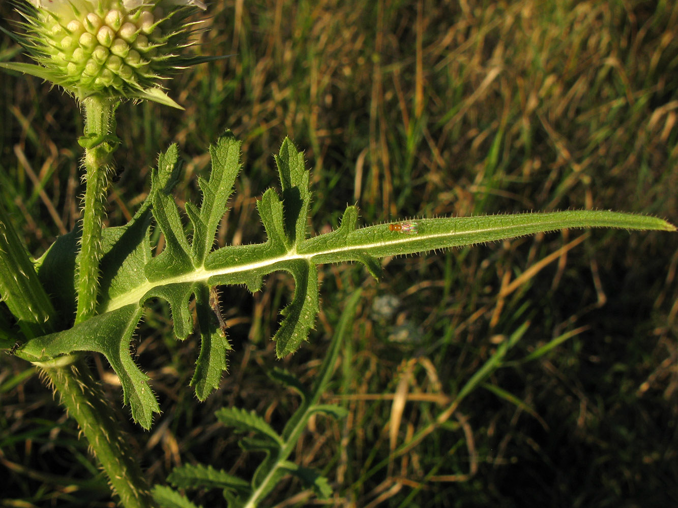 Изображение особи Dipsacus laciniatus.