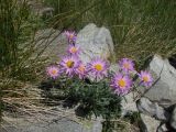 Aster alpinus. Цветущее растение. Болгария, Национальный парк Пирин. 14.08.2013.