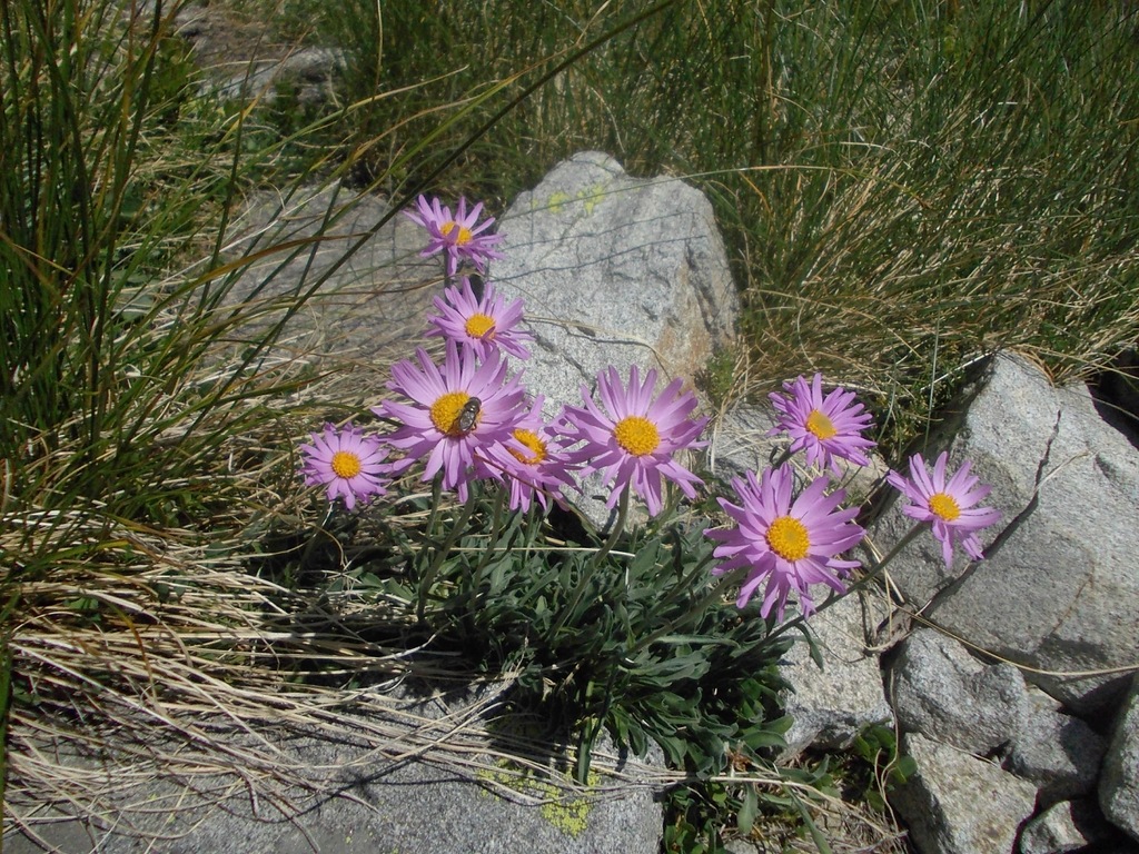 Изображение особи Aster alpinus.