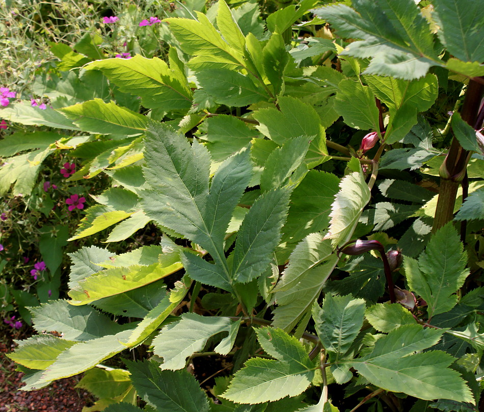 Image of Angelica gigas specimen.