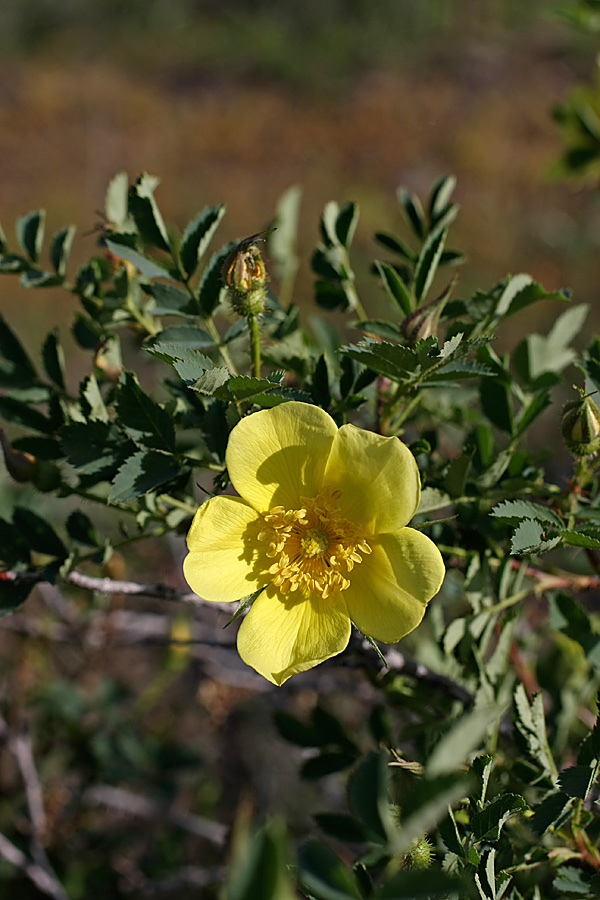 Image of Rosa kokanica specimen.