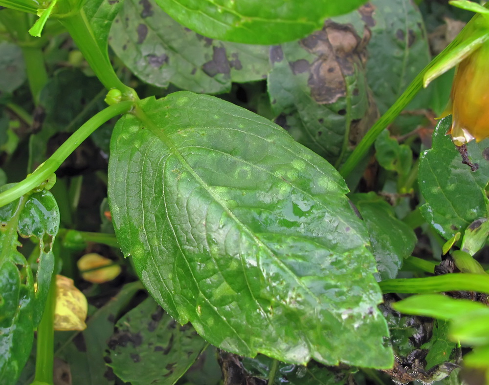 Image of Dahlia pinnata specimen.