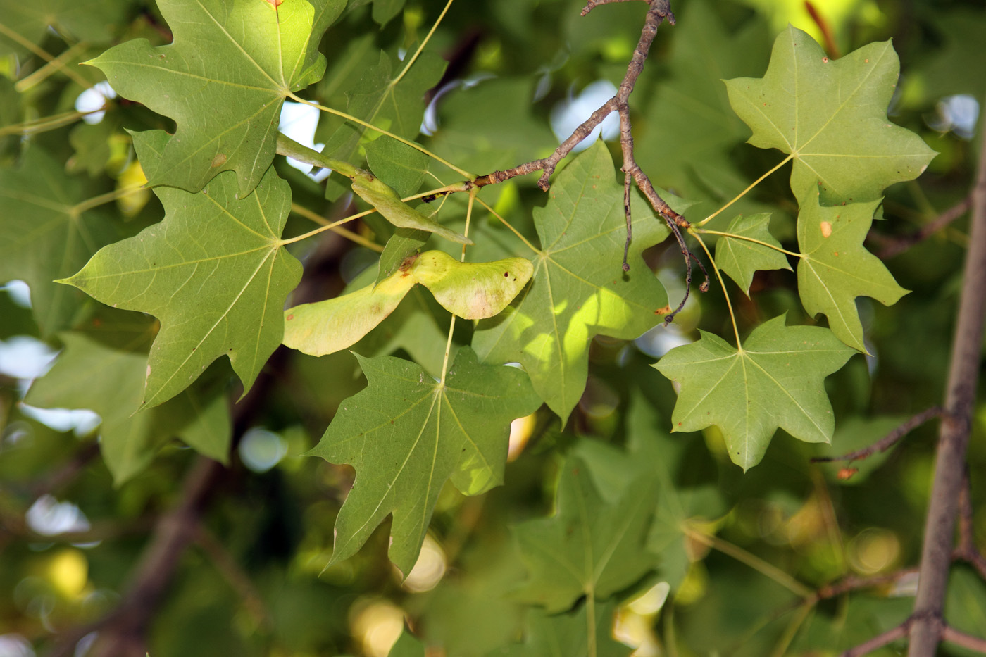 Изображение особи Acer turkestanicum.