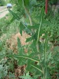 Lactuca serriola