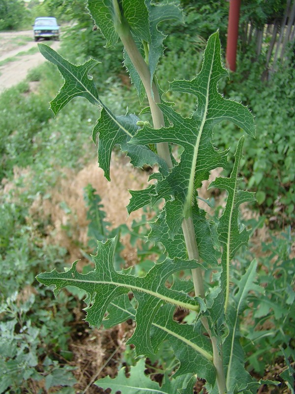 Изображение особи Lactuca serriola.