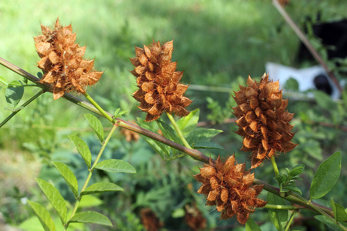 Image of Glycyrrhiza echinata specimen.