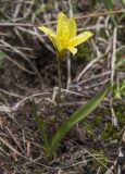 Tulipa heterophylla