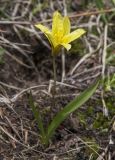 Tulipa heterophylla. Цветущее растение. Казахстан, Заилийский Алатау, перевал Талгар, 3200 м н.у.м. 30.06.2013.