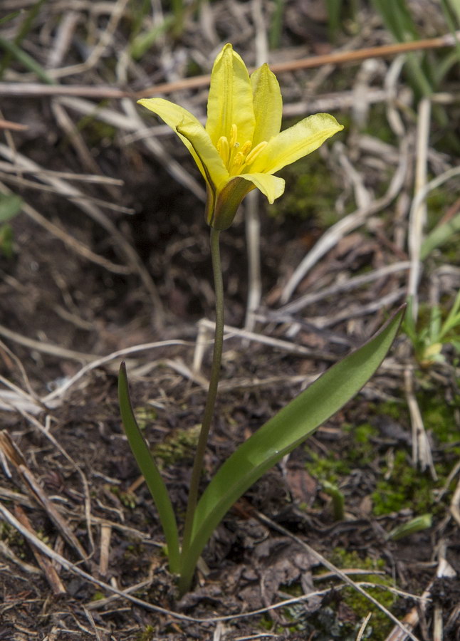 Image of Tulipa heterophylla specimen.