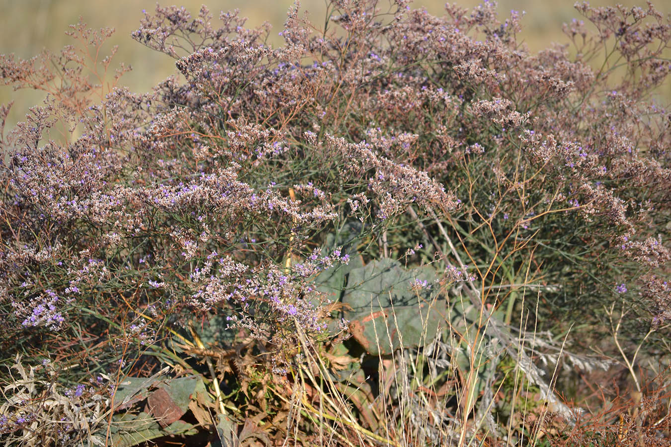 Изображение особи Limonium scoparium.