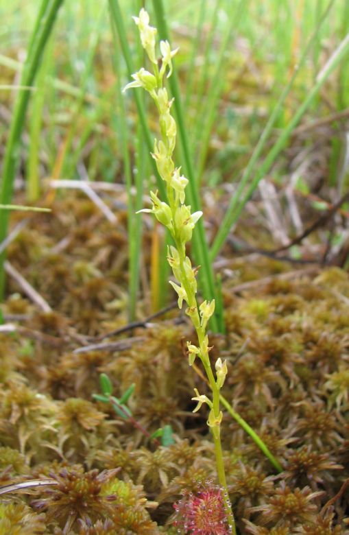 Image of Hammarbya paludosa specimen.