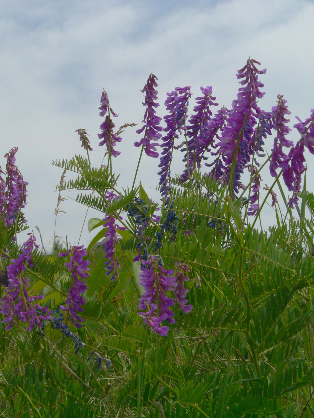 Изображение особи Vicia tenuifolia.