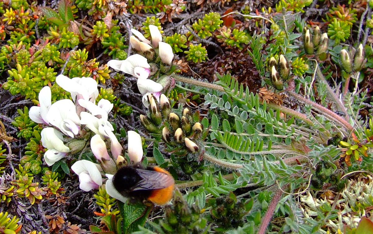 Изображение особи Oxytropis sordida.