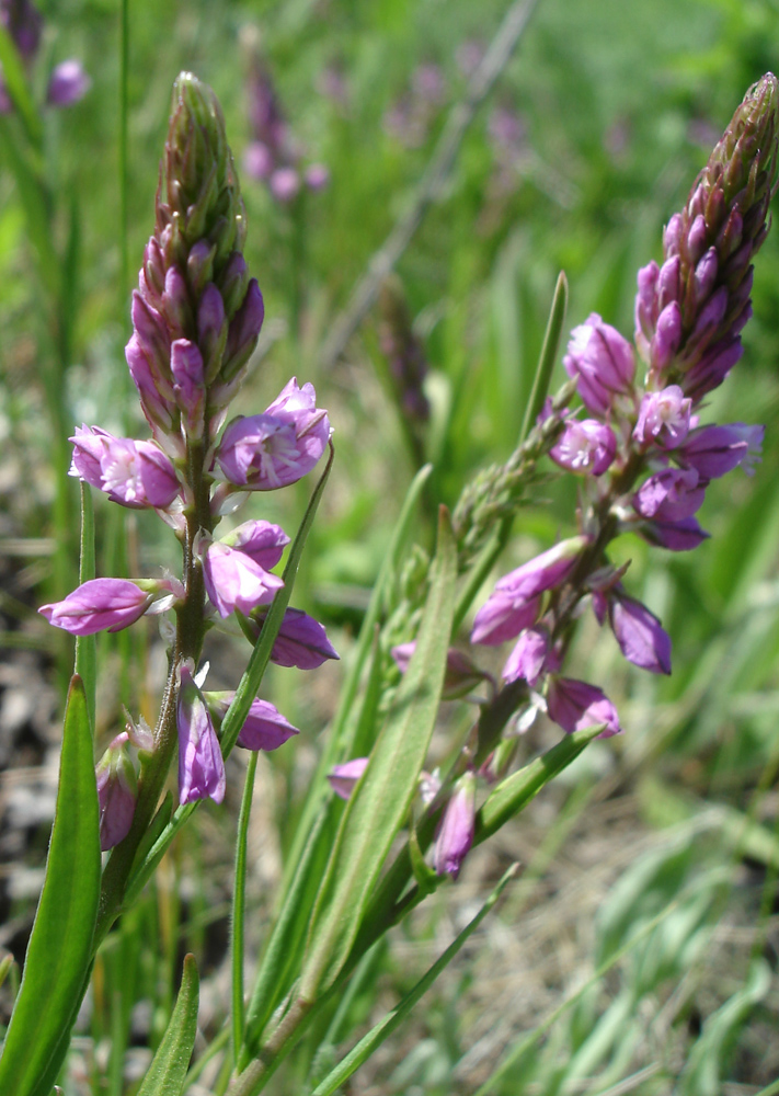 Image of Polygala comosa specimen.