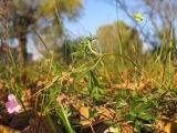 Geranium columbinum