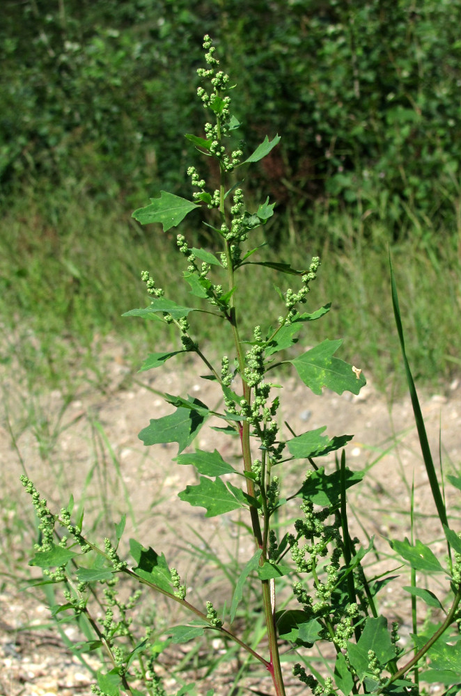 Image of Chenopodium acerifolium specimen.