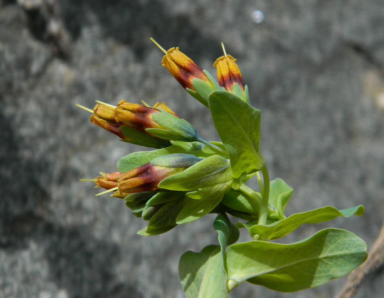 Image of Cerinthe glabra ssp. caucasica specimen.