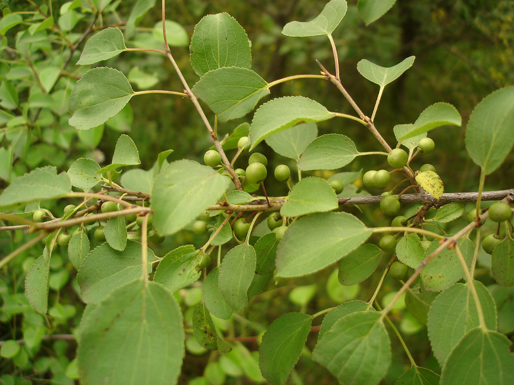 Image of Rhamnus cathartica specimen.