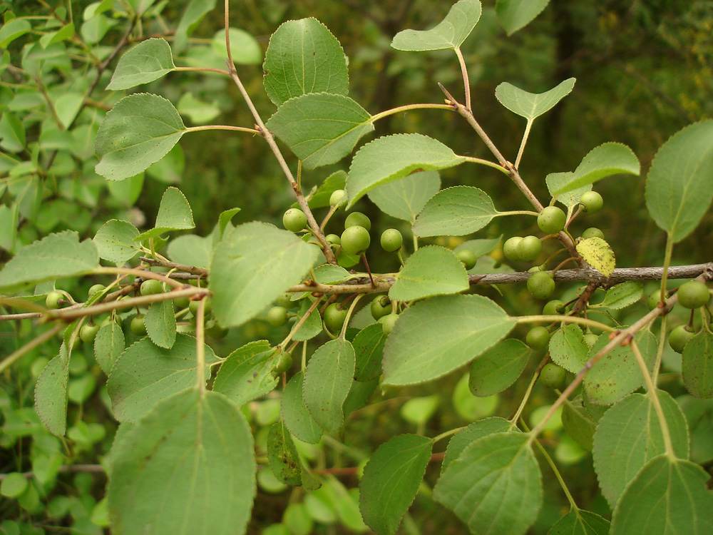 Изображение особи Rhamnus cathartica.