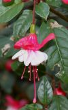 Fuchsia hybrida. Цветок. Германия, г. Duisburg, Ботанический сад. 20.09.2013.