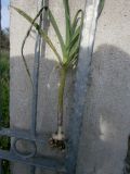 Allium ampeloprasum