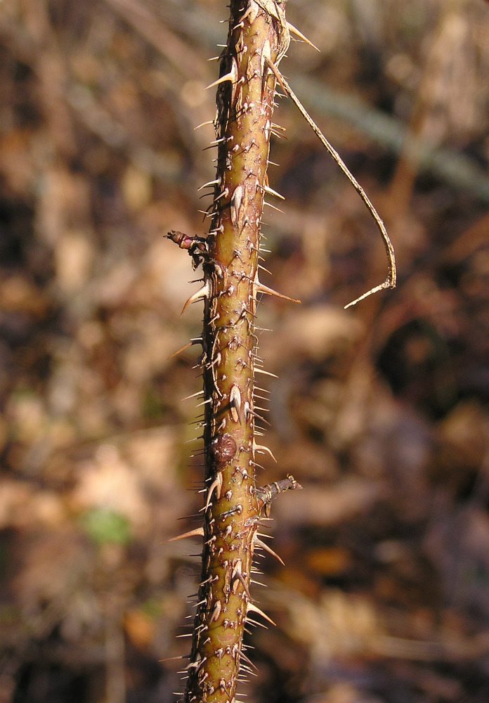 Image of Rosa spinosissima specimen.