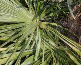 Trachycarpus fortunei. Средние части листовых пластинок. Германия, г. Дюссельдорф, Ботанический сад университета. 02.03.2014.