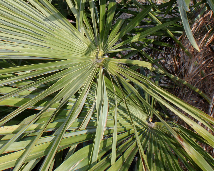 Изображение особи Trachycarpus fortunei.