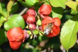 Chaenomeles japonica. Часть распускающегося соцветия и фуражирующая пчела медоносная (Apis mellifera L.). Восточный Казахстан, г. Усть-Каменогорск, левый берег р. Иртыш, дачный участок, в культуре. 18.05.2012.