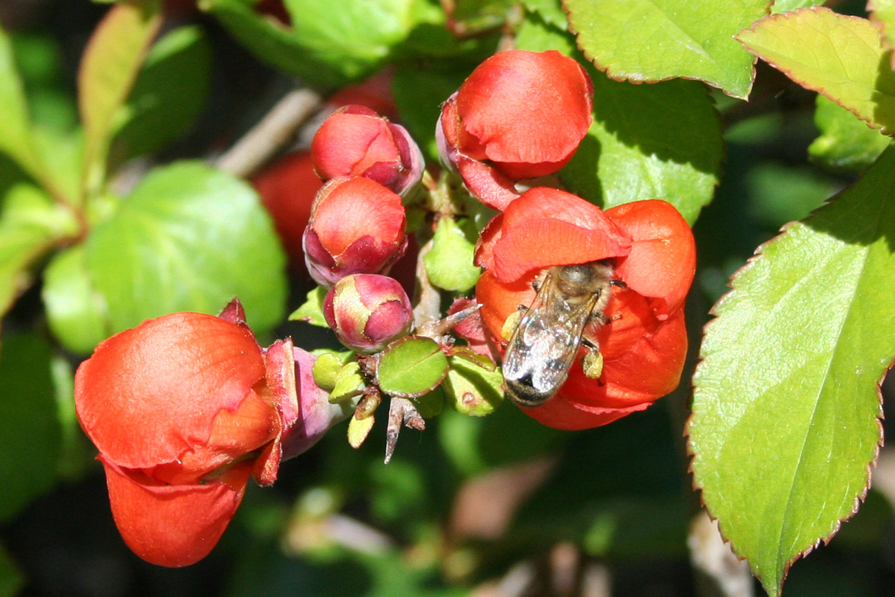Изображение особи Chaenomeles japonica.