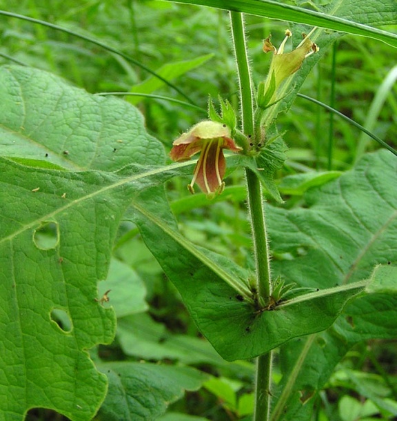 Изображение особи Triosteum sinuatum.