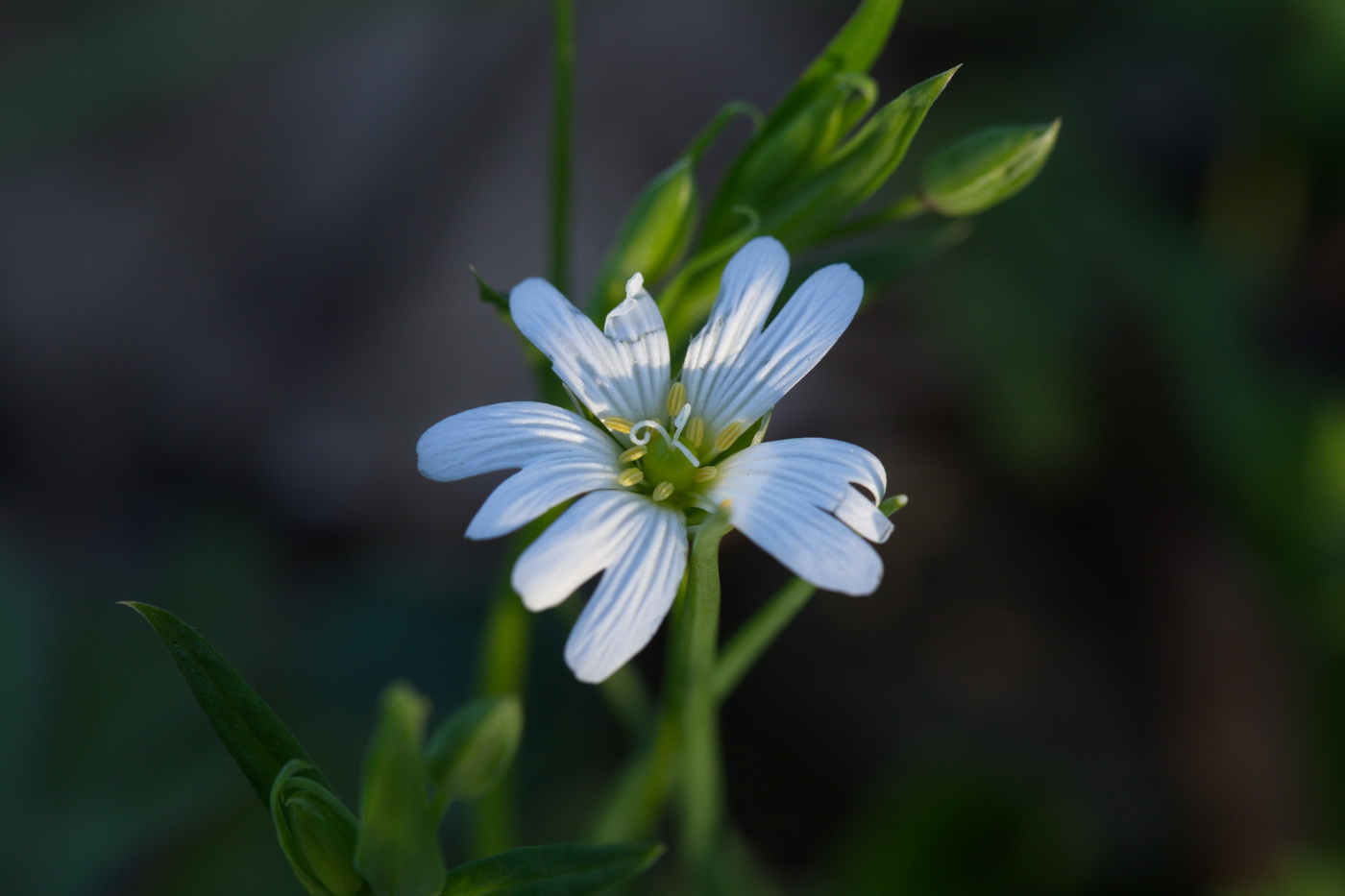 Изображение особи Stellaria holostea.