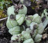 Bellevalia hyacinthoides. Плоды. Греция, Халкидики, с. Неа Потидеа (Νέα Ποτίδαια), в культуре. 05.04.2014.