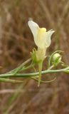 Linaria biebersteinii. Цветок и бутон. Украина, Запорожская обл., Мелитопольский р-н, недалеко от пгт Мирное, Национальный историко-археологический заповедник \"Каменная Могила\". 06.08.2013.