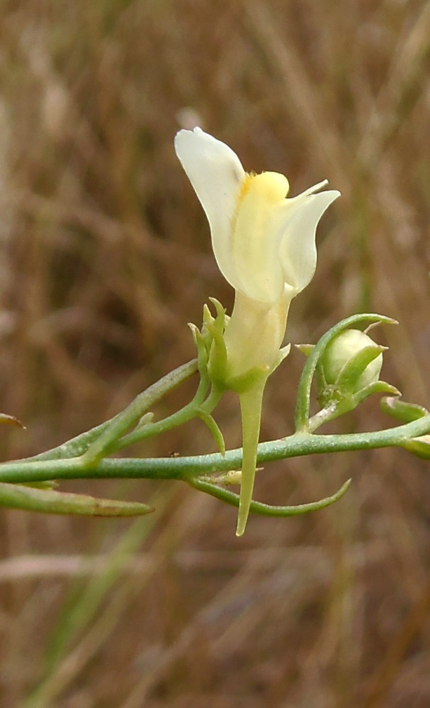 Image of Linaria biebersteinii specimen.