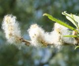 genus Salix